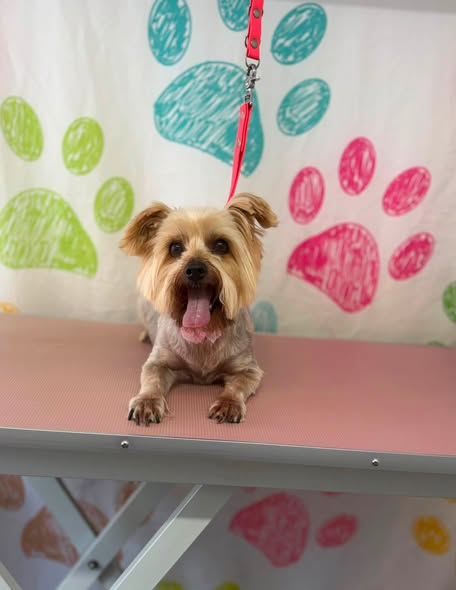 Freshly groomed dog at Powderpuff Pawz