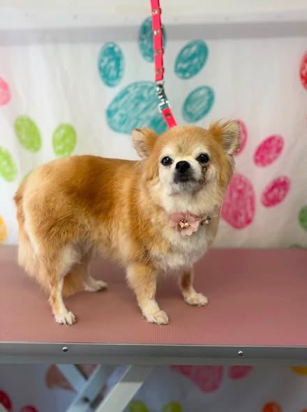 Freshly groomed dog at Powderpuff Pawz