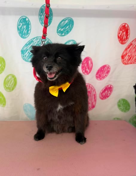 Freshly groomed dog at Powderpuff Pawz