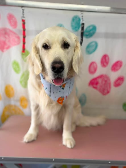 Freshly groomed dog at Powderpuff Pawz